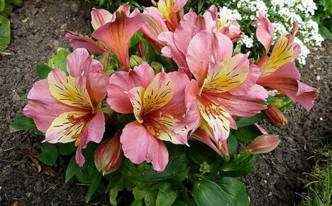 Features of planting and caring for alstroemeria in the garden