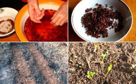 كيف ينمو البرباريس من البذور: زرع الخفايا