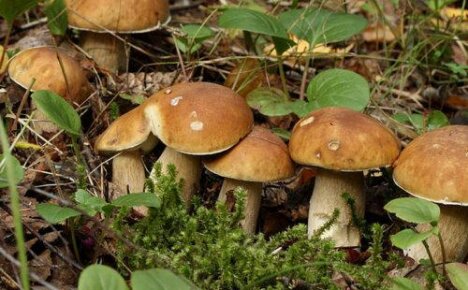 Myceliumsvampe kan dyrkes i haven