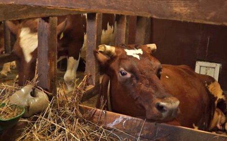 Отглеждане на крави в частна помощна ферма