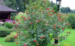 Växande viburnum i trädgården - vad du behöver veta om plantering och vård av en växt
