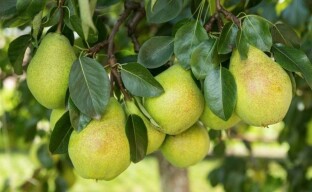 Rätt val av päronsorter och plantor för din webbplats