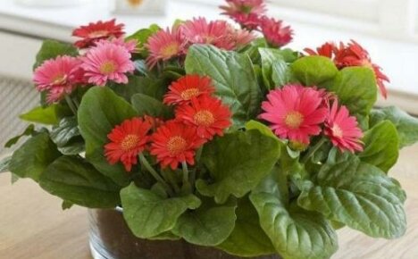 How to care for a gerbera in a pot