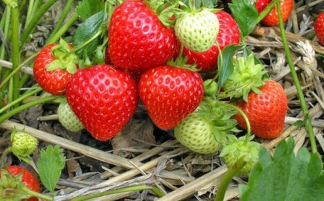 Savez-vous comment fertiliser les lits de fraises?