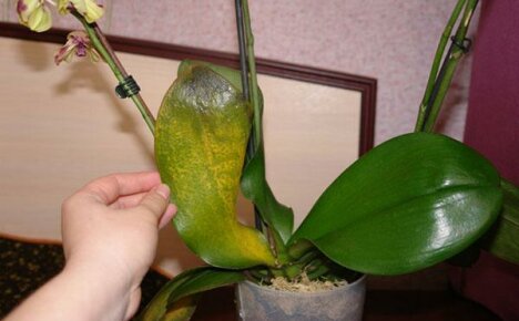 Orchidea betegségek és növénymentés feltárása
