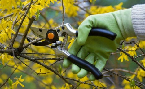 Pruning trees and shrubs in autumn - important nuances and timing