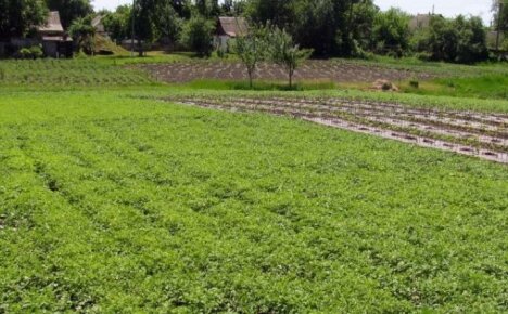 What is green manure for the garden or how to fertilize the soil without chemistry