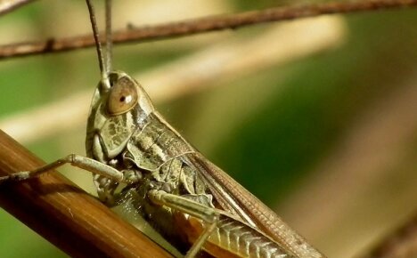 Cara mengatasi belalang dan menyelamatkan tanaman berharga