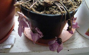 Cyclamen after the gulf requires rescue operations