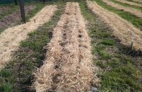 Planter des pommes de terre sous la paille est un potager sans tracas avec des coûts minimes