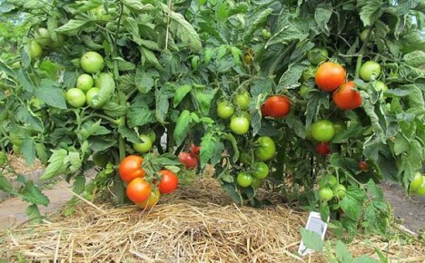 Pacciamatura di pomodori in campo aperto: lotta per il raccolto