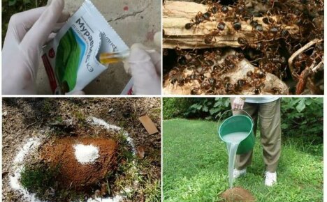 Este imposibil sau Cum să scapi de furnici în grădină