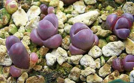 Запознайте се с невероятното растение литопс