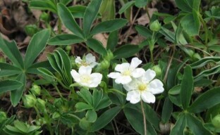 Fehér cinquefoil - gyógynövény a kert szépségéért és az egészségéért