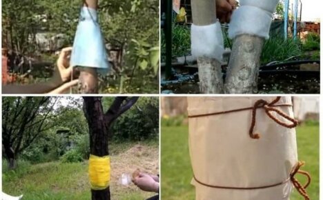 La ceinture de chasse aux fourmis est un moyen fiable et bon marché de protéger les arbres fruitiers