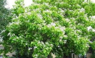 Vita dell'albero catalpa meridionale alle latitudini temperate