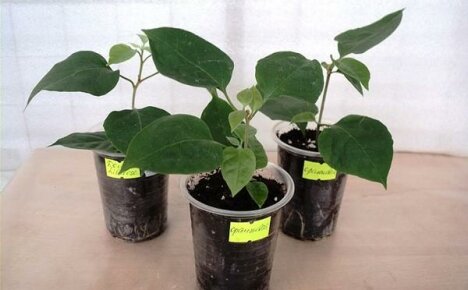 Propagating indoor bougainvillea by cuttings