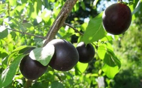 Colibriul de caise va surprinde cu fructe negre de dimensiuni modeste