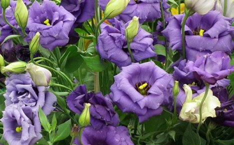 What is the difference between planting and caring for eustoma in Siberia
