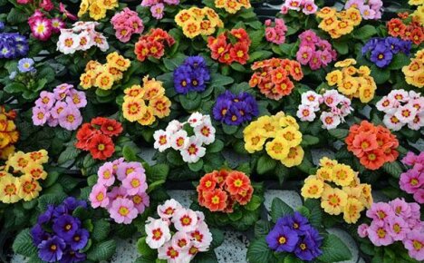 The main types and varieties of primrose: description, features