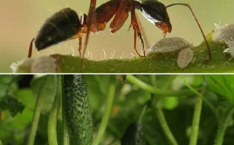 Ako sa zbaviť mravcov v uhorkách - účinné spôsoby pomoci záhradníkom