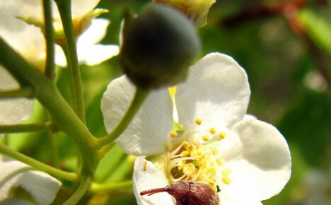 Ako chrániť svoju záhradu pred chrobákom jabloňovým kvetom