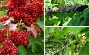 Viburnum treatment for aphids: an irreplaceable salvation from pests