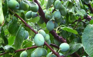 Summer plum pruning ritual