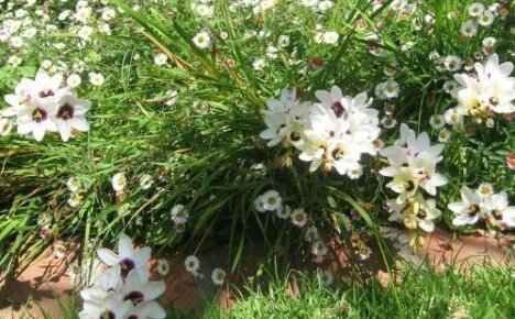 Ixia paniculata - výsadba a péče o krásu milující teplo
