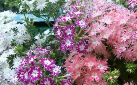 A kerted leglátványosabb egynyári - Drummond phlox, ültetés és gondozás, fotó