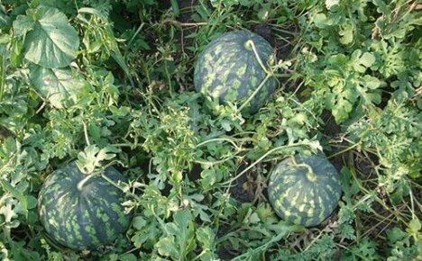 Enkel dyrking av vannmeloner i det åpne felt i landet
