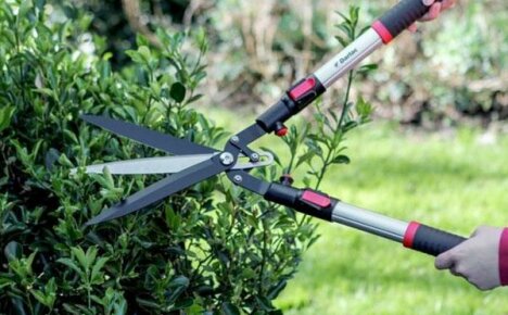 Как да изберем градински ножици: характеристики на инструментите и тяхното използване
