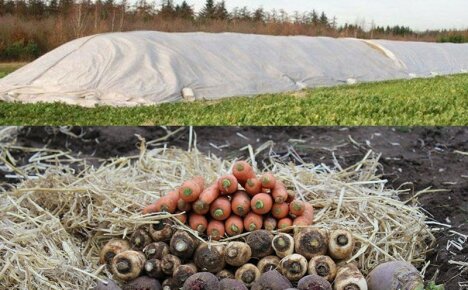 Cara mengatur penyimpanan sayur-sayuran di timbunan dan parit untuk menyelamatkan hasil panen hingga musim bunga
