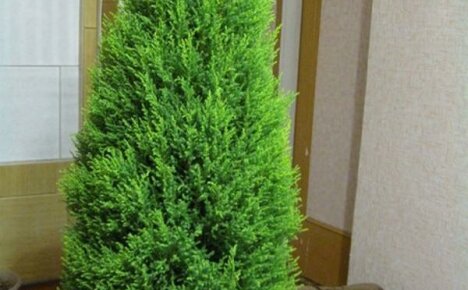 We grow indoor cypress, creating comfortable conditions for it
