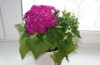 Summer charm on your window - indoor cineraria, growing from seeds, photo