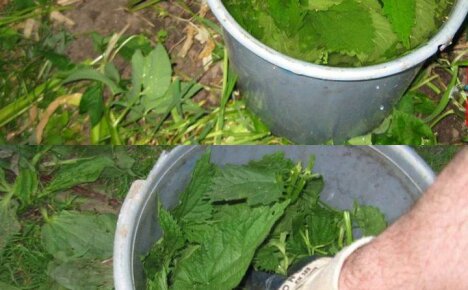 Nettle as a fertilizer for plants: features, rules of application, recipes for preparing dressings