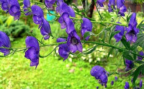 Is it true that Dzhungarian aconite cures cancer?