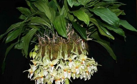 Hogyan kell gondozni egy stangopea orchidea otthon, hogy lássa a nagy virágokat