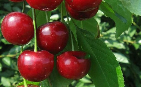Secrets of growing and caring for dessert cherries Morozovka