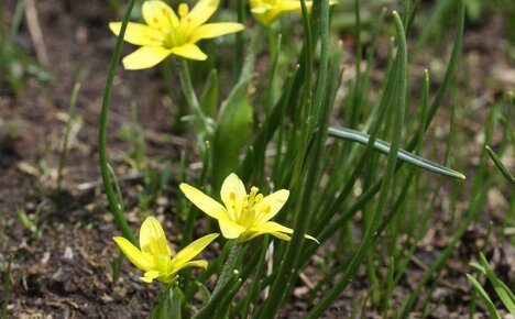 A principios de la primavera, un arco de ganso (campanilla amarilla) nos complace con flores brillantes.