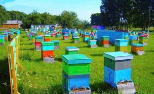 Mehiläishoito yrityksenä
