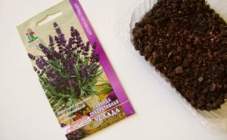 How to grow lavender from seeds: the secrets of germination and subtleties of sowing