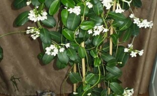 Fleur de bonheur stephanotis ou jasmin de Madagascar dans notre maison