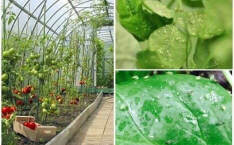 Effektiva sätt att bli av med bladlus i ett växthus