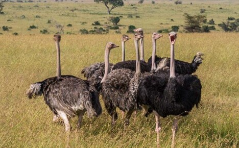 What should be the maintenance of ostriches in a private courtyard