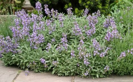 Caring for sage in the garden: how to get a good harvest of medicinal raw materials