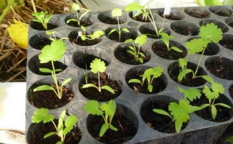 Growing parsnips through seedlings is ideal if spring comes late