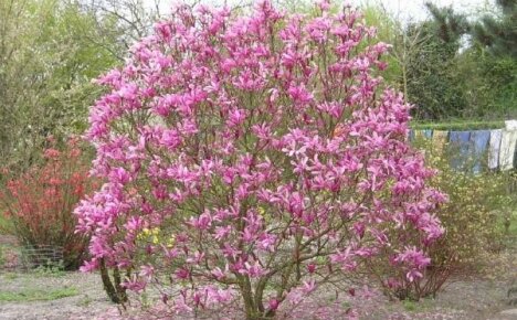 Starostlivosť o záhradu Magnolia
