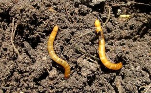 Hvordan drepe wireworm i hagetomter