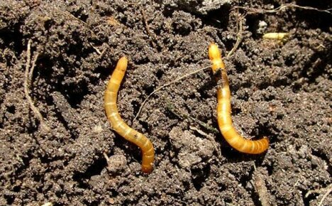 Hoe draadworm in tuinpercelen te doden